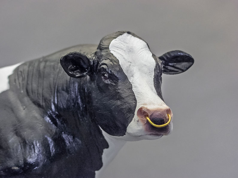 Ideal Holstein Bull Carols Original WorkS
